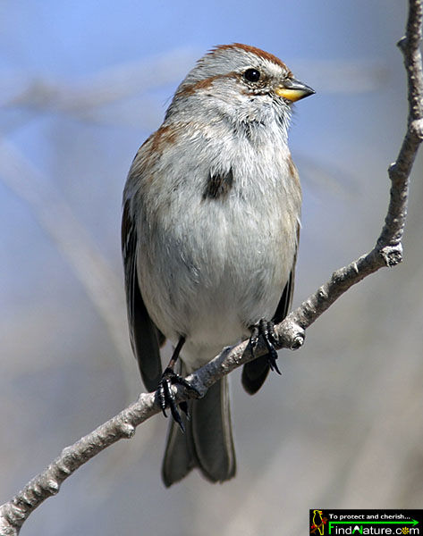 American Tree Sparrow