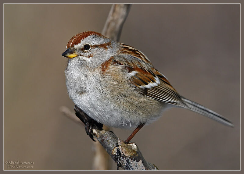 American Tree Sparrow