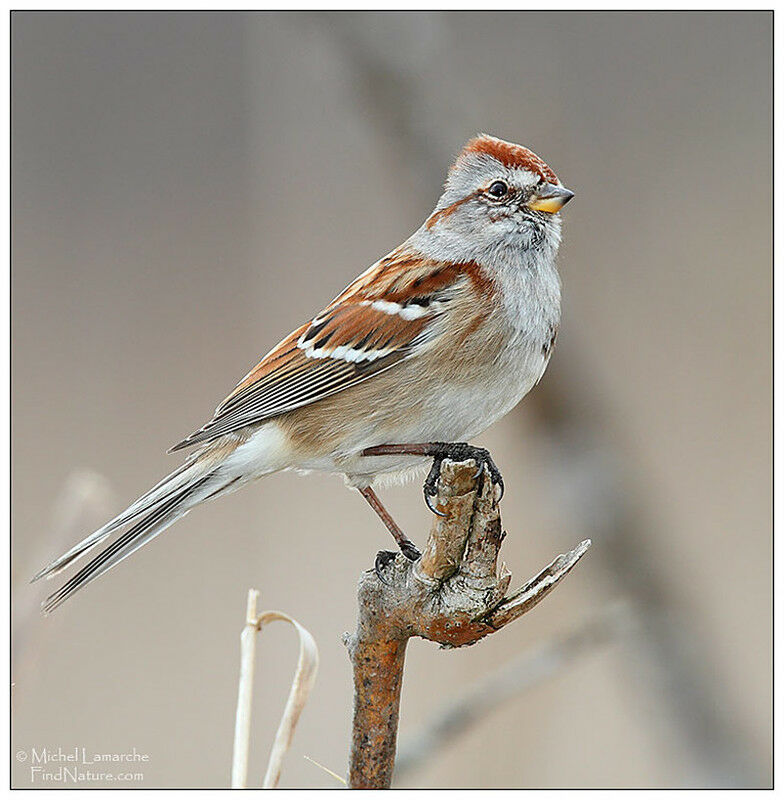 American Tree Sparrowadult