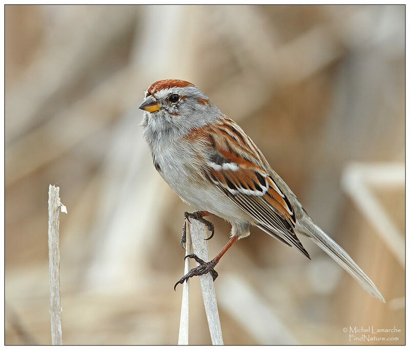 American Tree Sparrowadult