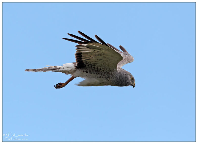 Northern Harrier male