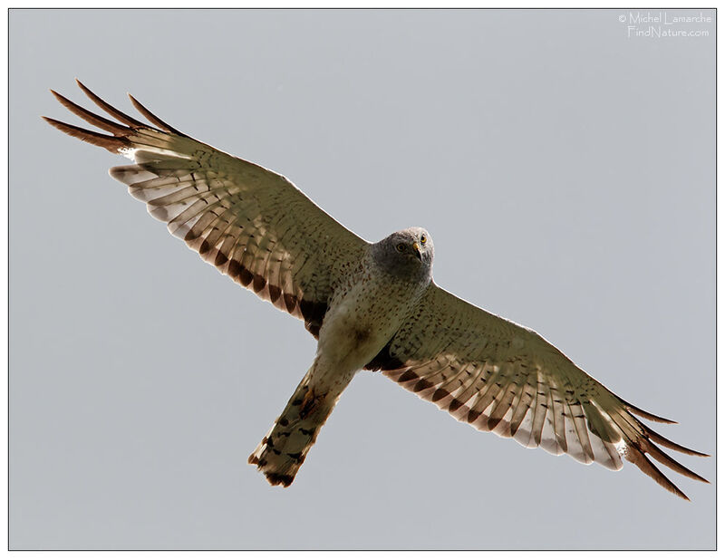 Northern Harrier male