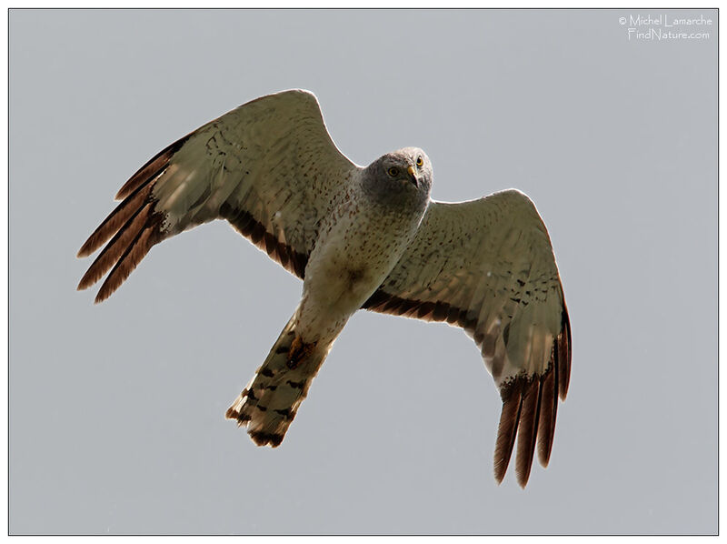 Northern Harrier male