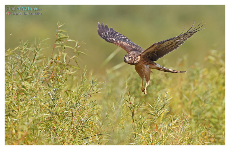 Northern Harrier