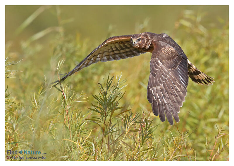 Northern Harrier