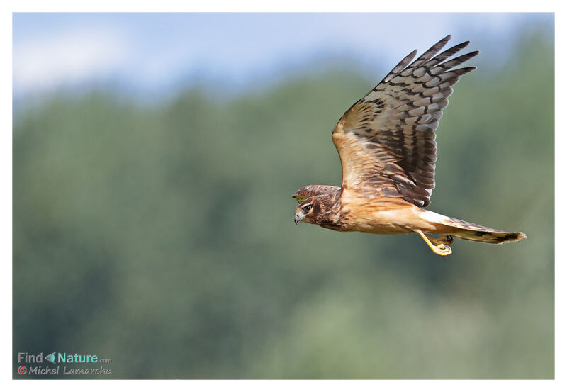 Northern Harrier