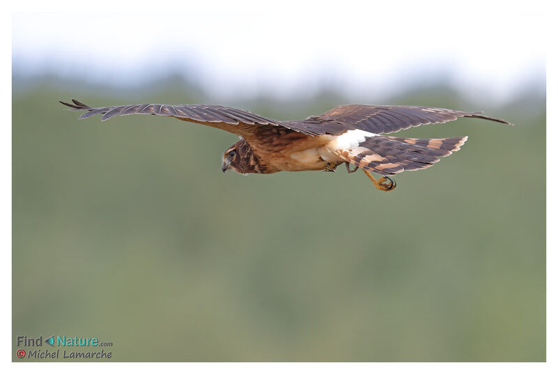 Northern Harrier