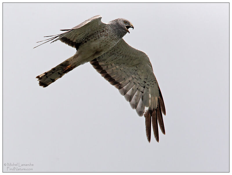 Northern Harrier male