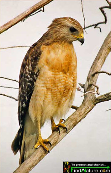 Red-shouldered Hawk