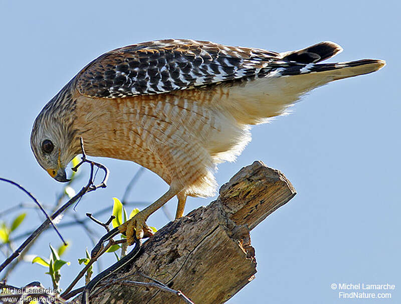 Red-shouldered Hawkadult, pigmentation, Behaviour