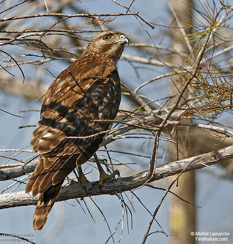 Red-shouldered Hawkimmature, identification