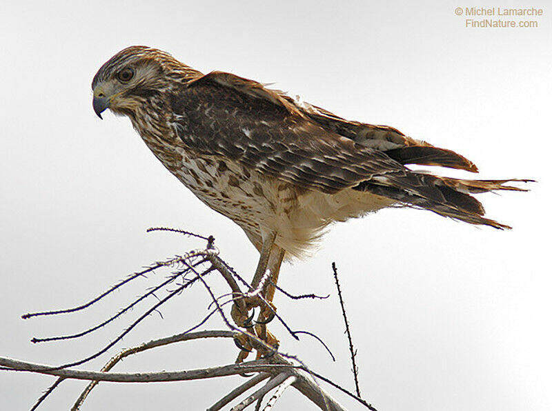 Red-shouldered HawkFirst year