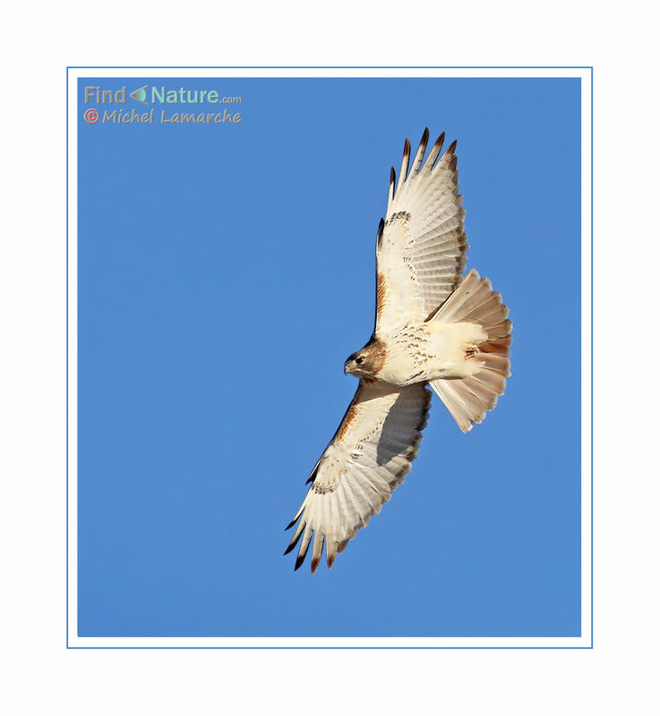 Red-tailed Hawk, Flight