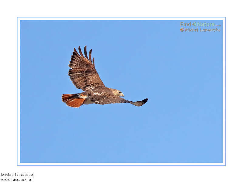 Red-tailed Hawkadult, Flight