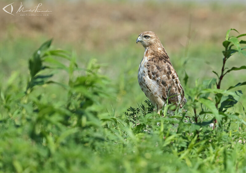 Red-tailed Hawk