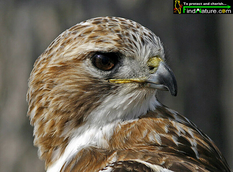 Red-tailed Hawk