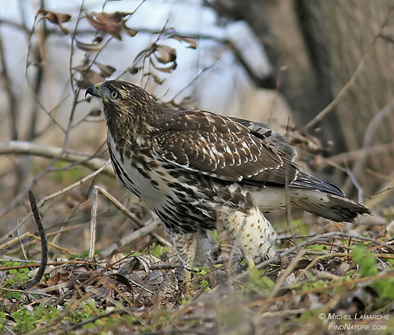 Red-tailed Hawk