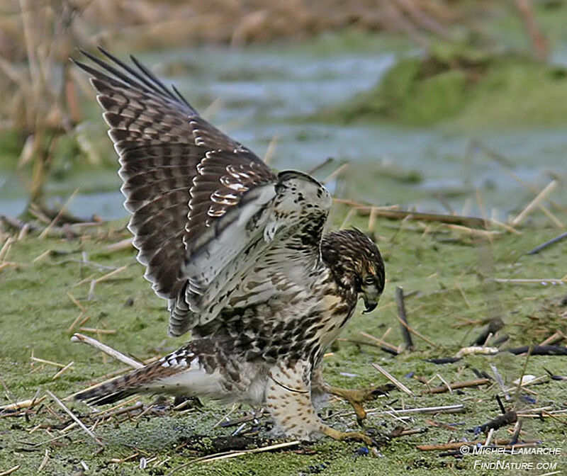 Red-tailed Hawk