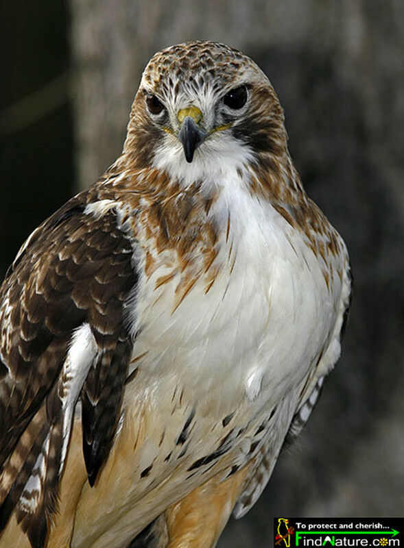 Red-tailed Hawk