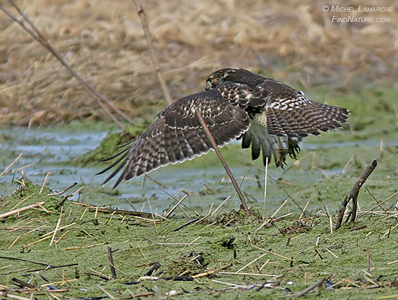 Red-tailed Hawk