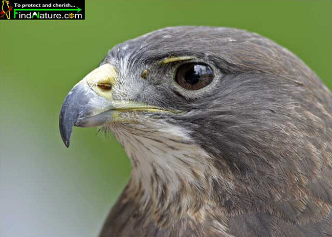 Swainson's Hawk