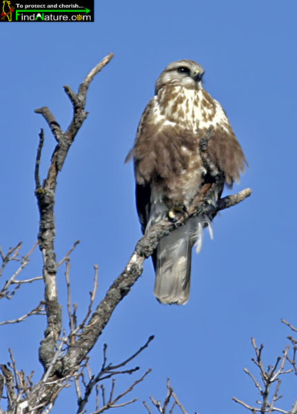 Rough-legged Buzzard