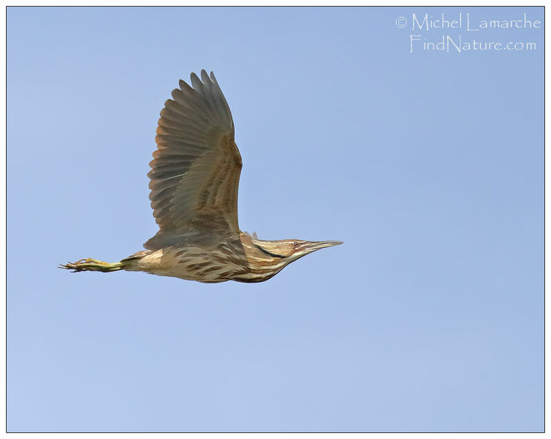 American Bitternadult, Flight