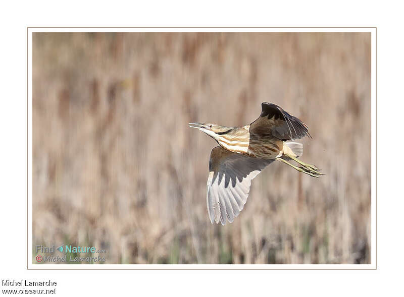 American Bitternadult, Flight