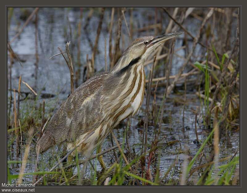 American Bitternadult, identification