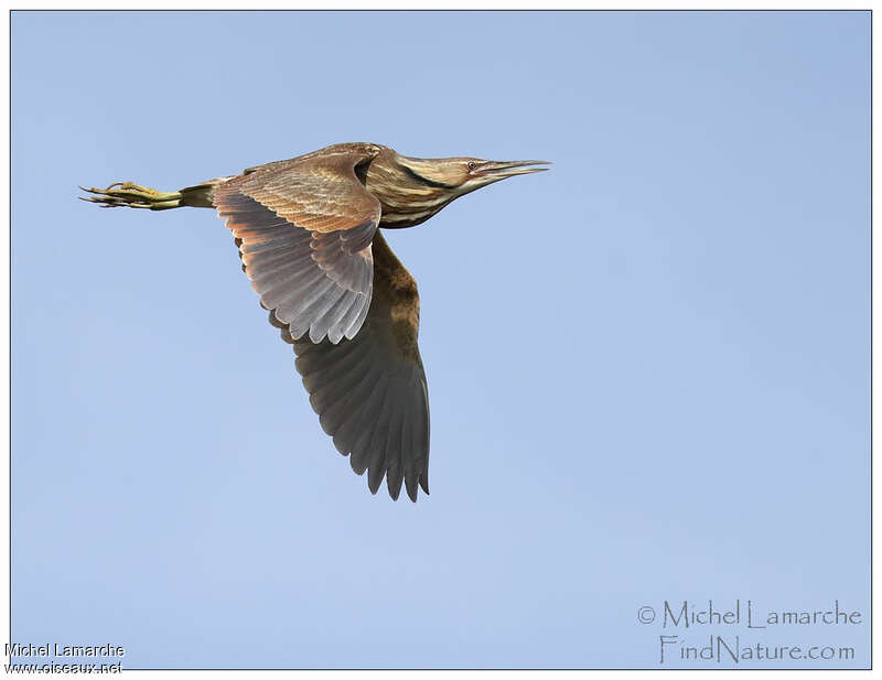 American Bitternadult, Flight