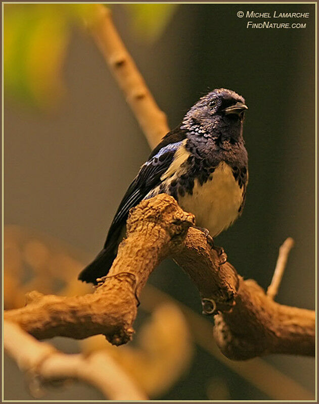 Turquoise Tanager