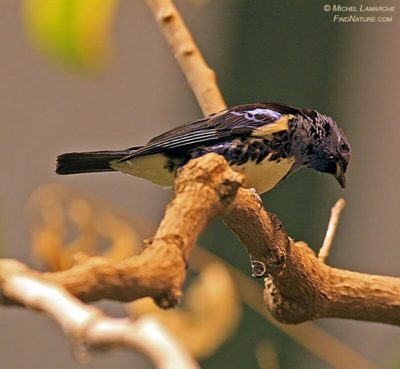 Turquoise Tanager