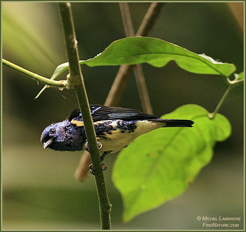 Turquoise Tanager