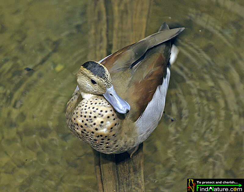 Canard à collier noir mâle adulte