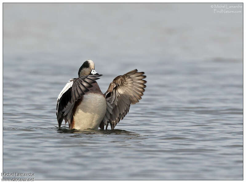 American Wigeon male adult, care, pigmentation