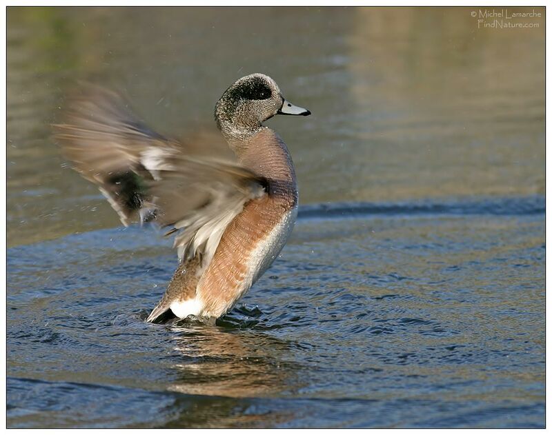 Canard à front blanc mâle