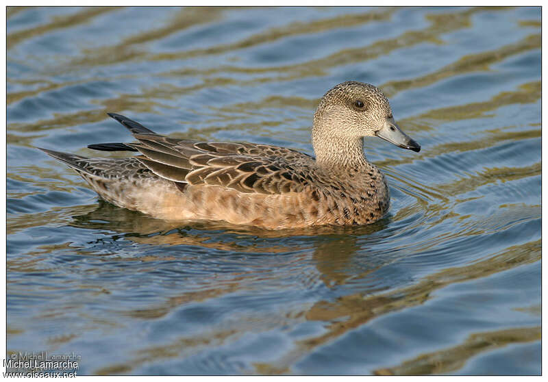 Canard à front blanc femelle adulte, identification