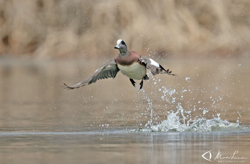 Canard à front blanc mâle adulte, Vol