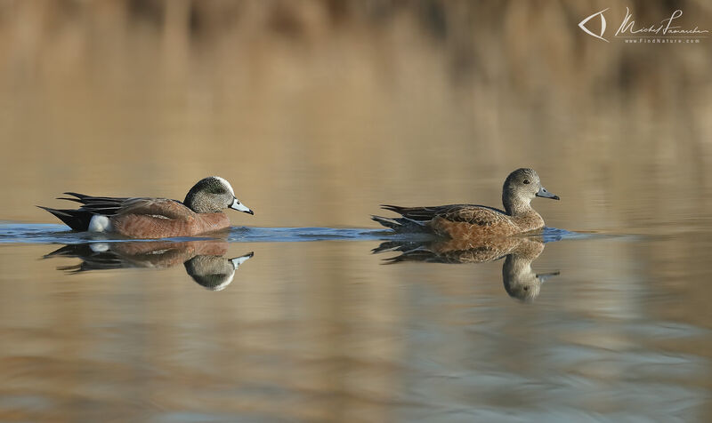 Canard à front blancadulte