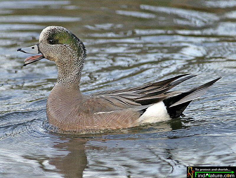 American Wigeon