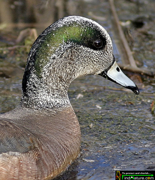 Canard à front blanc