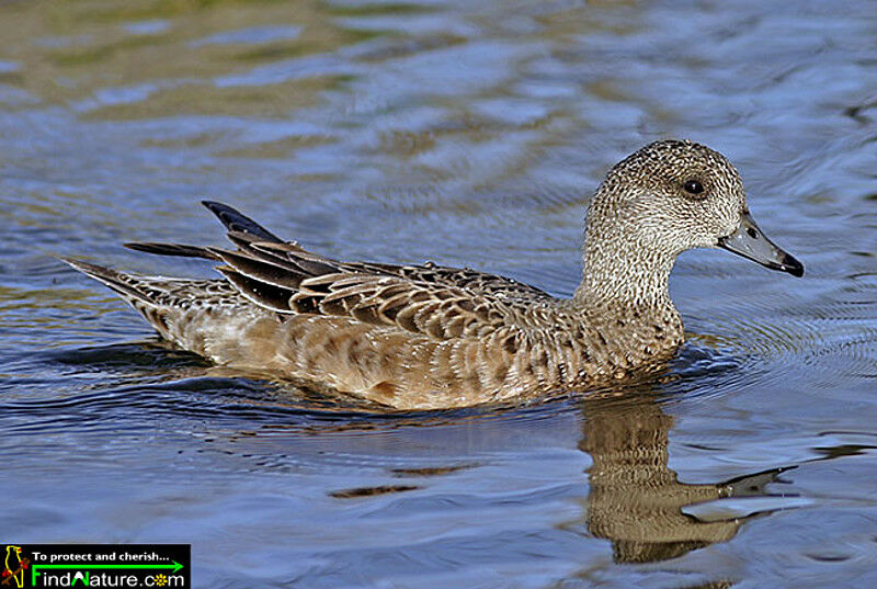 American Wigeon