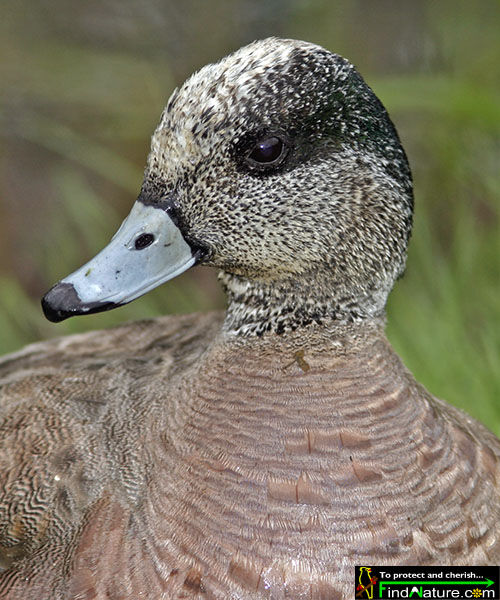 American Wigeon