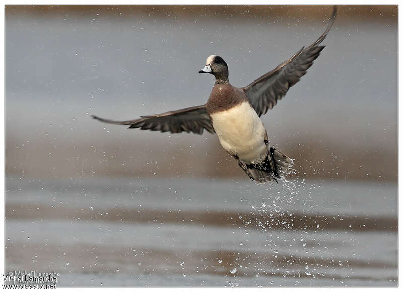 Canard à front blanc mâle adulte, Vol