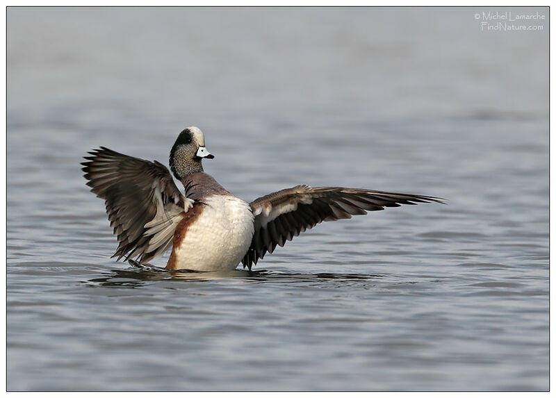 Canard à front blanc mâle