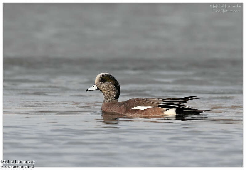 Canard à front blanc mâle adulte, pigmentation