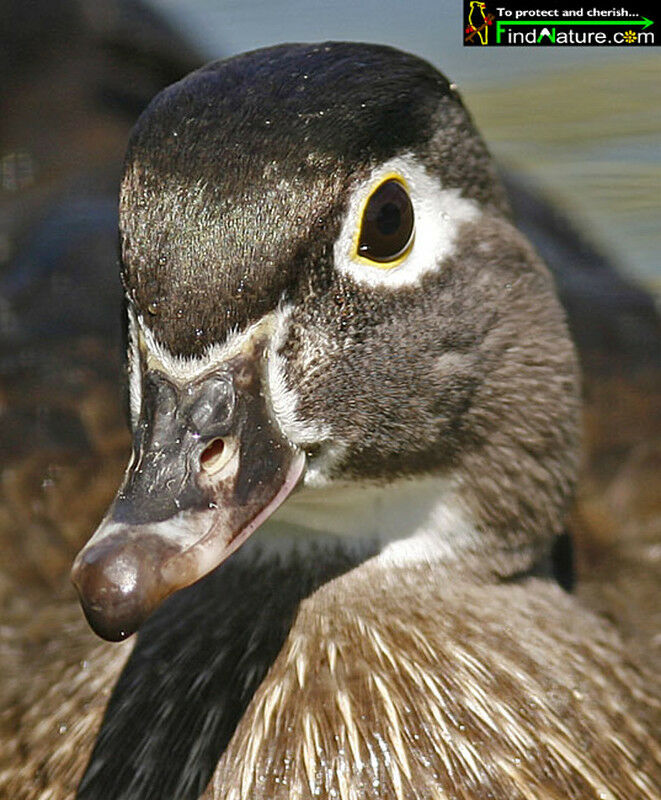 Canard carolin femelle adulte