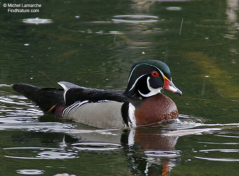 Canard carolin mâle adulte