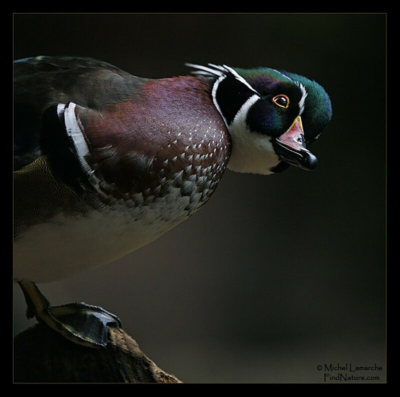 Canard carolin mâle adulte