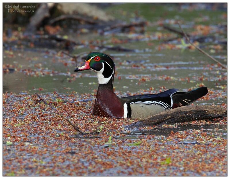 Canard carolin mâle adulte